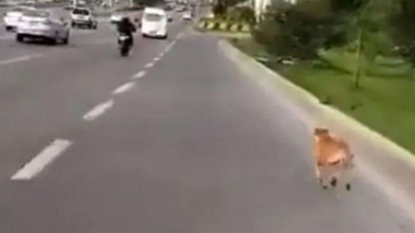 VIDEO | Zapopan: Abandonan a perrito en avenida y corretea el vehículo de sus dueños