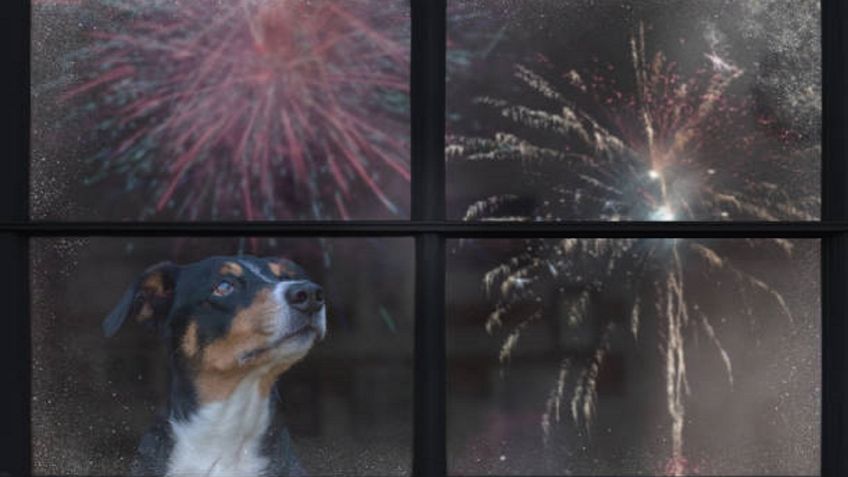 5 consejos para que tú y tu perrito no sufran con los fuegos artificiales en las Fiestas Patrias