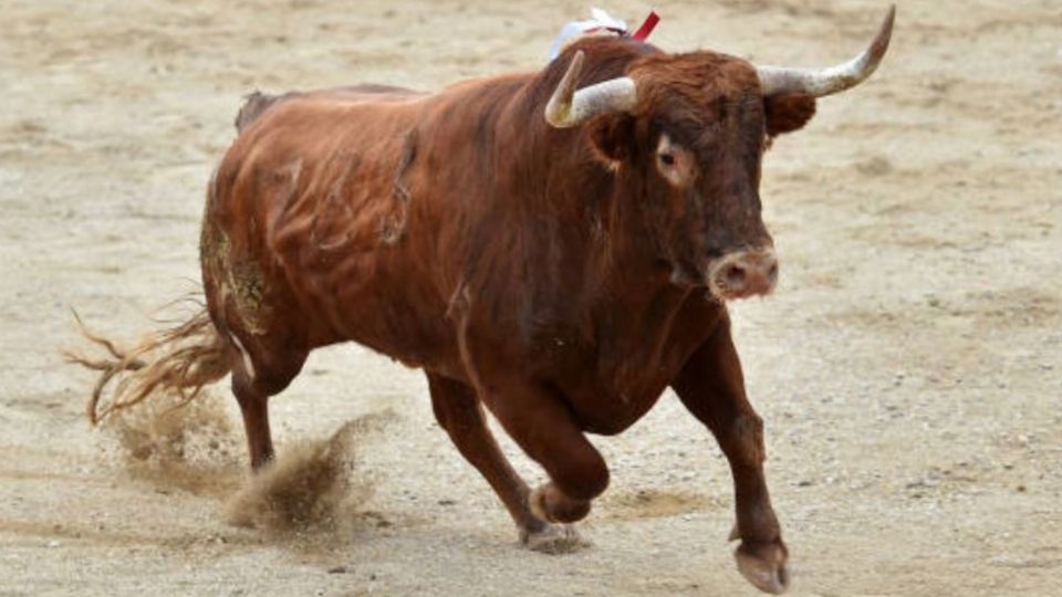 El carnicero iba a rematar al toro con un puñal pero este aún no moría por lo que se levantó y lo corneó