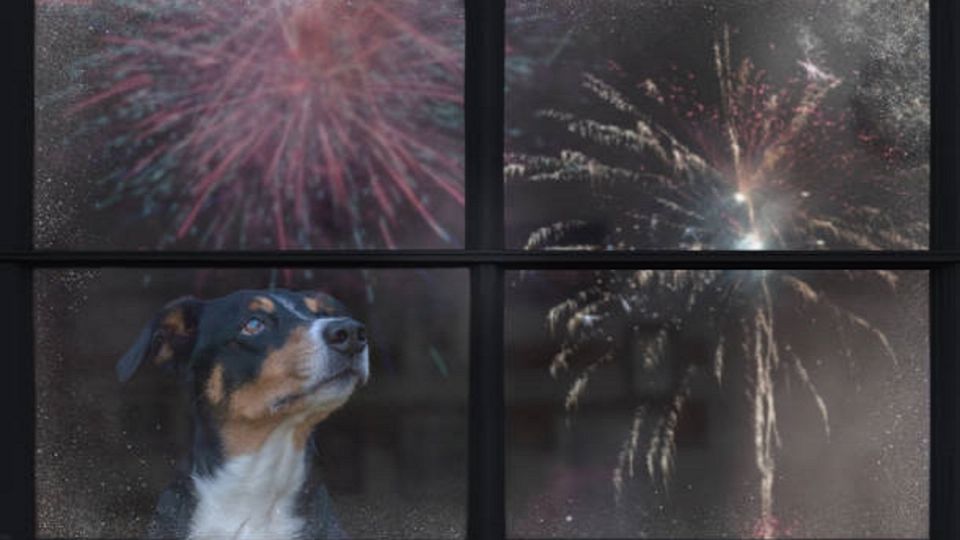 Los perritos suelen ser los más afectados por los fuegos artificiales