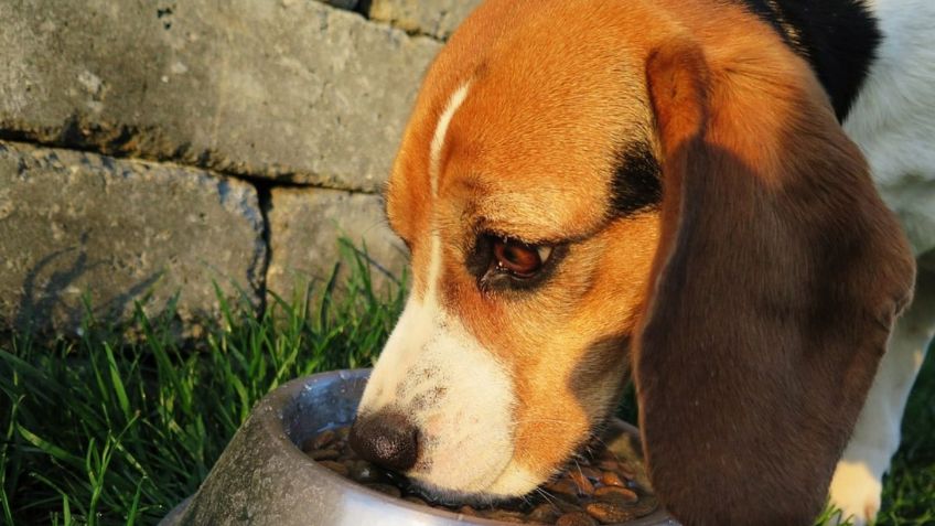 Dueño de una tienda regala comida para perritos que atraviesan una crisis financiera