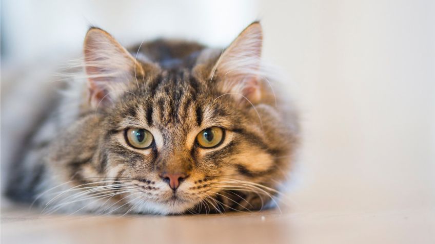 Toma aire antes de conocer la razón por la que tu gato rasca el suelo al comer