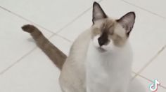 Gatito sin ojos conmueve en TikTok, esta es su historia