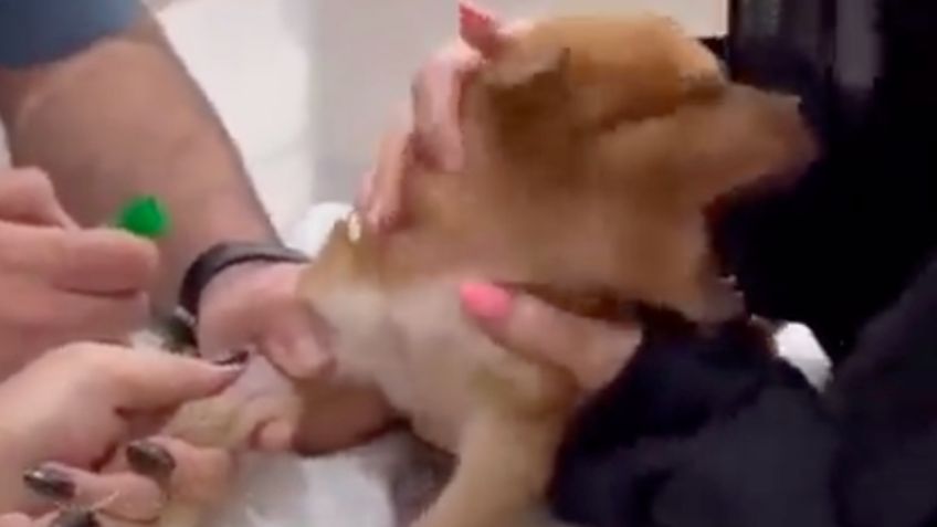 Surge el perrito más dramático de la historia y conquista TikTok con su "llanto" | VIDEO