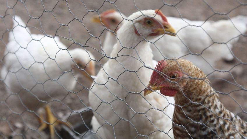 Concluye Agricultura operativo contra influenza aviar de alta patogenicidad