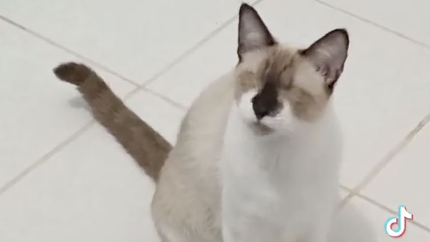 Gatito sin ojos conmueve en TikTok, esta es su historia