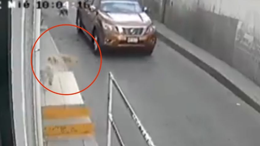 VIDEO | Conductor arrolla a un perrito y se da a la fuga en Tlalnepantla