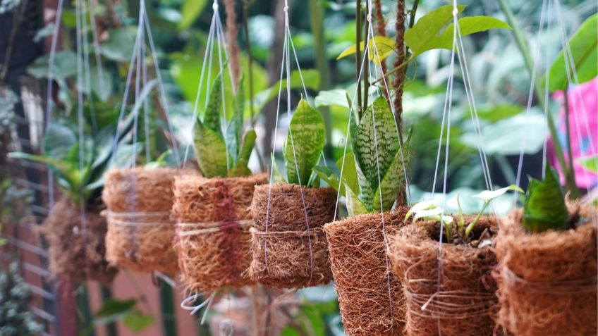 3 variedades de sansevieria o lengua de suegra ideal para atraer el dinero al hogar