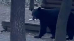 VIDEO | Un oso se “cuela” a paseo familiar y se roba unas galletas de una maleta