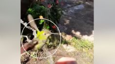 VIDEO | Captan el tierno momento en que un colibrí se baña con el chorro de agua de una manguera