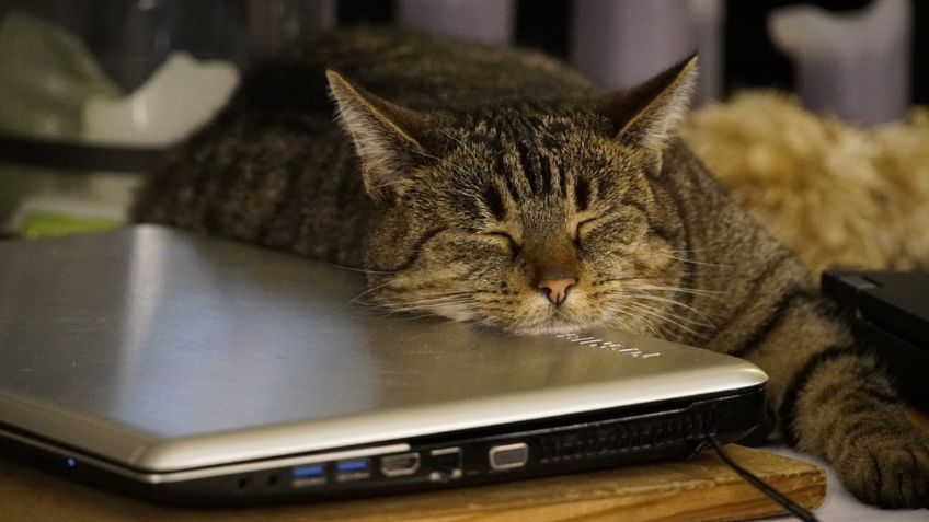 Esta es la verdadera razón por la que los gatos duermen encima de la computadora