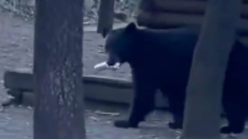 VIDEO | Un oso se “cuela” a paseo familiar y se roba unas galletas de una maleta