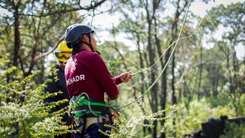 Concluyen saneamiento forestal en bosques de Tlalpan