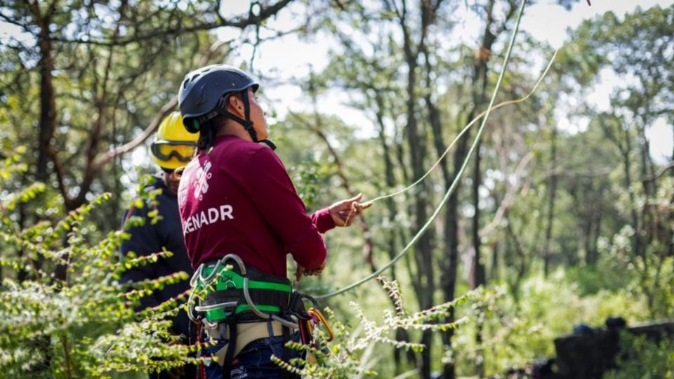 Especificaron que en dichos trabajos participarán cerca de medio millar de brigadistas y técnicos forestales