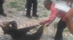 Vinculan a proceso a 7 personas por muerte de oso negro en Coahuila