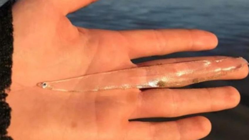 FOTO | Una turista capta un extraño pez completamente transparente en una playa de Tasmania