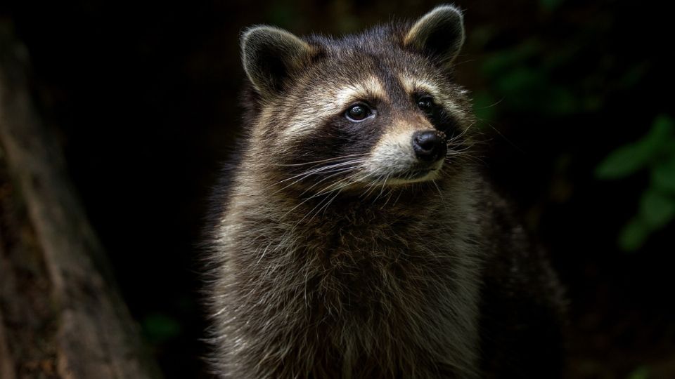 Bajo la ley de Dakota del Norte es ilegal tener un mapache salvaje.