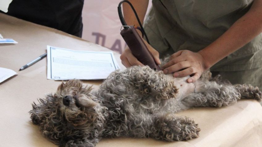 Tlalpan arranca la primera jornada de esterilización de perros y gatos