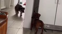 VIDEO: Perritos se vuelven virales por jugar a las escondidas en su casa