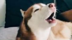 ¡Te amo perrito simulacro! Husky imita en TikTok audio de la alerta sísmica y se vuelve viral