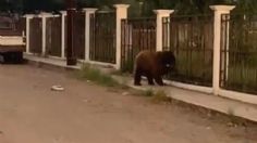 IMÁGENES FUERTES: Pobladores en Sonora matan brutalmente a un oso negro, video indigna a las redes