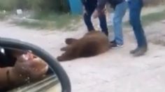 Autoridades de Sonora presentarán denuncia formal por brutal asesinato de oso