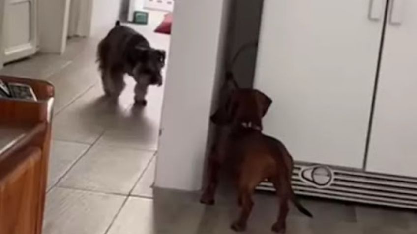 VIDEO: Perritos se vuelven virales por jugar a las escondidas en su casa