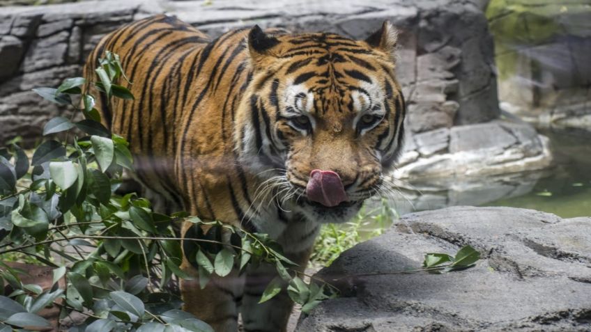 Sheinbaum rechaza recorte a presupuesto para alimento en zoológicos de CDMX