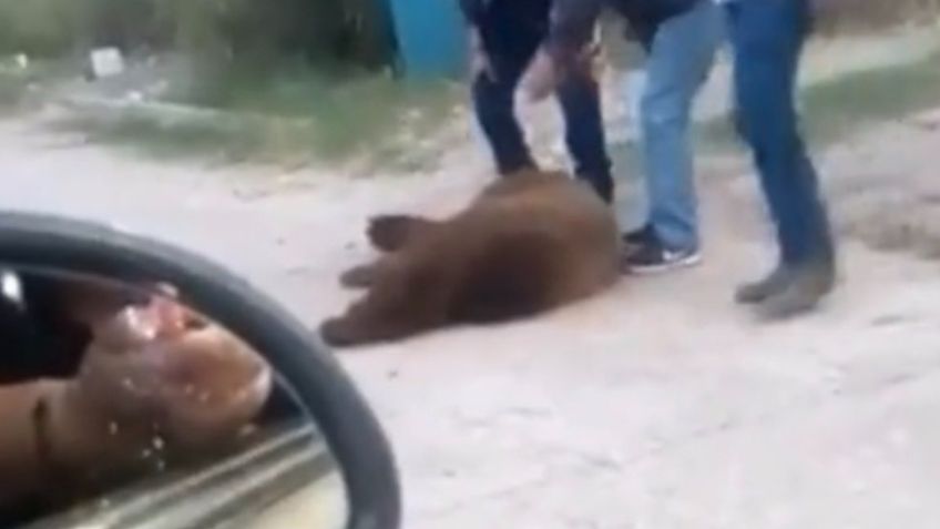 Autoridades de Sonora presentarán denuncia formal por brutal asesinato de oso