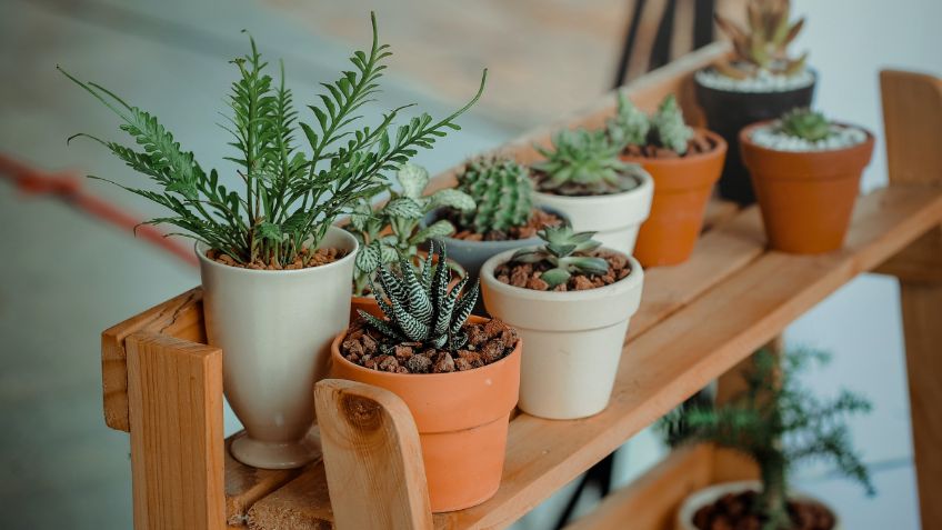 Estas son las 5 plantas de interior más sencillas de cuidar