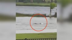 VIDEOS | Huracán Ian: inundaciones, casas flotando y el increíble momento de un tiburón nadando en calles de Florida