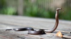 Aterrador: Pensó que era su gato, pero se trató de una serpiente deslizándose por sus pies