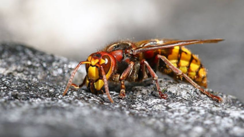 El "avispón asesino": una plaga mortal y devoradora de abejas que ha puesto a Reino Unido en alerta