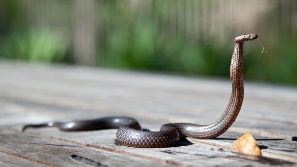 El animal presuntamente sería la mascota de un vecino