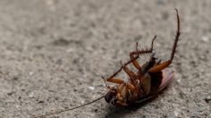 Grábatelo: este es el error que no debes cometer al encontrar una cucaracha boca arriba en tu hogar