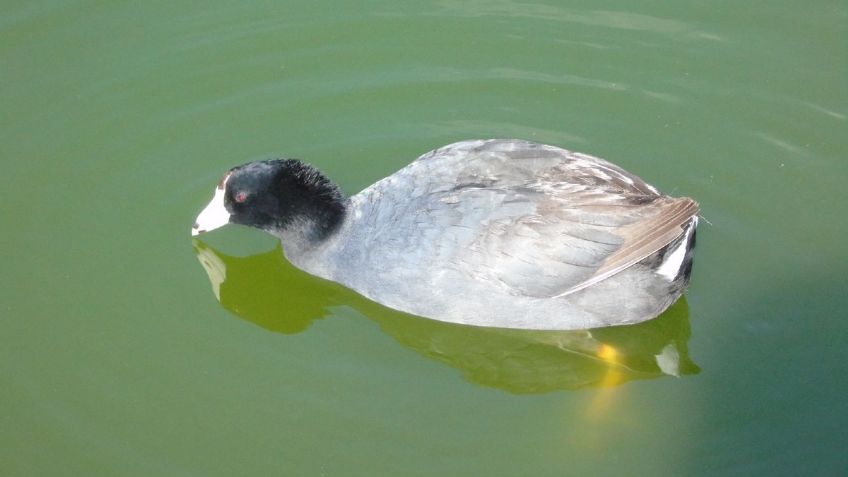 Sedema registra 72 nacimientos en playa de aves del Bosque de San Juan de Aragón