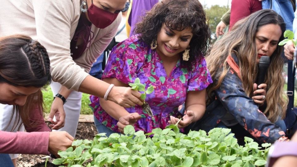 La alcaldesa Brugada Molina también dijo que se desarrollarán botiquines vivientes en los que se cosecharán plantas medicinales.