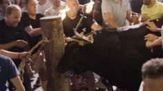 Toros embolados: la práctica similar a la tauromaquia que denuncian los protectores de animales