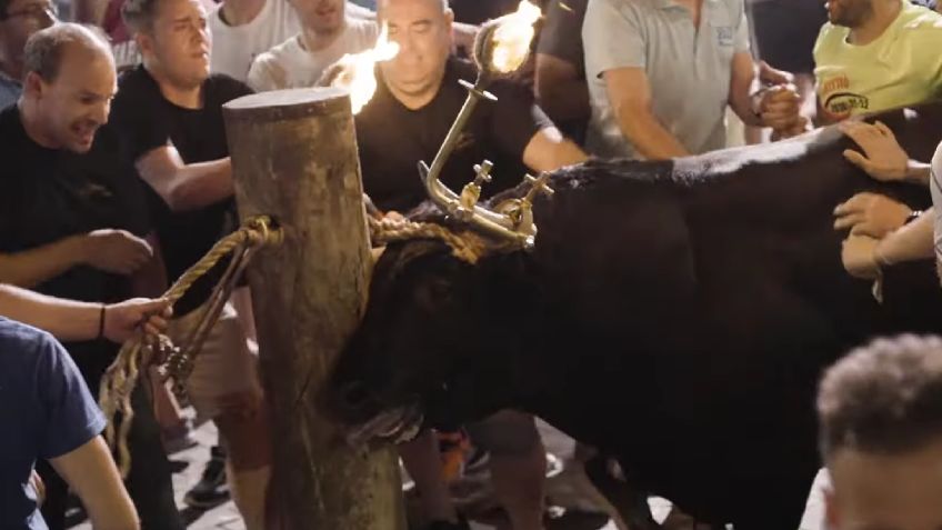 Toros embolados: la práctica similar a la tauromaquia que denuncian los protectores de animales