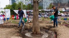 Sedema CDMX asegura que el ahuehuete de Paseo de la Reforma sigue vivo