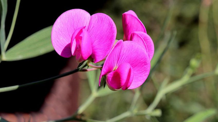 Estas son las plantas con perfume delicioso perfectas para tu jardín