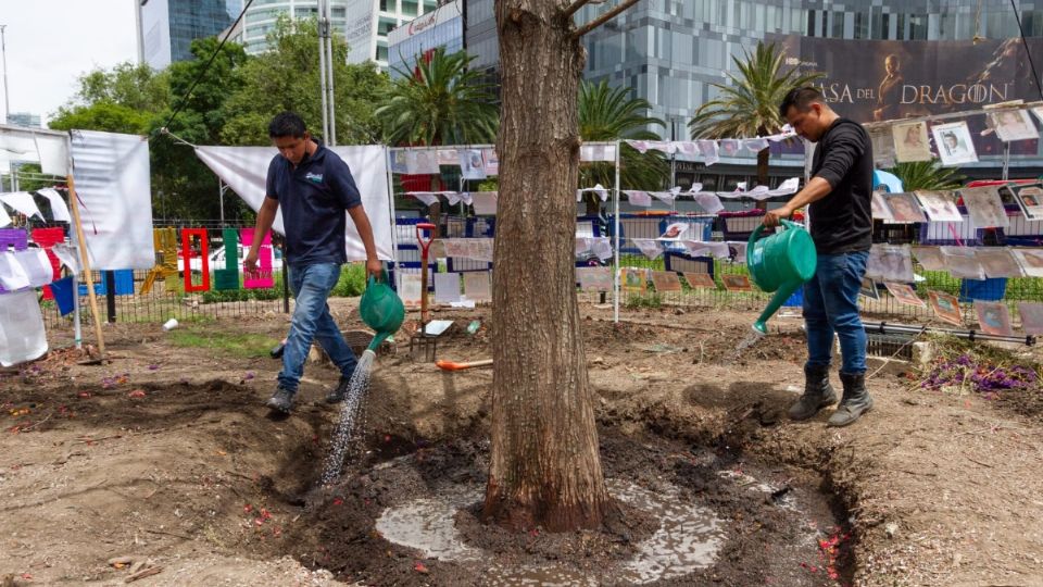 Revisan crecimiento de ahuehuete en la CDMX