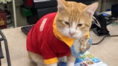 Gatito con uniforme del Oxxo es grabado en un 7-Eleven: "Sí tiene uniforme, pero ya le queda apretado"