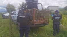 Michoacán: Encuentran campamento criminal en Benito Juárez