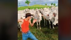 VIDEO | Una vaca se lanzó contra un joven que se lucía grabando famoso trend en TikTok