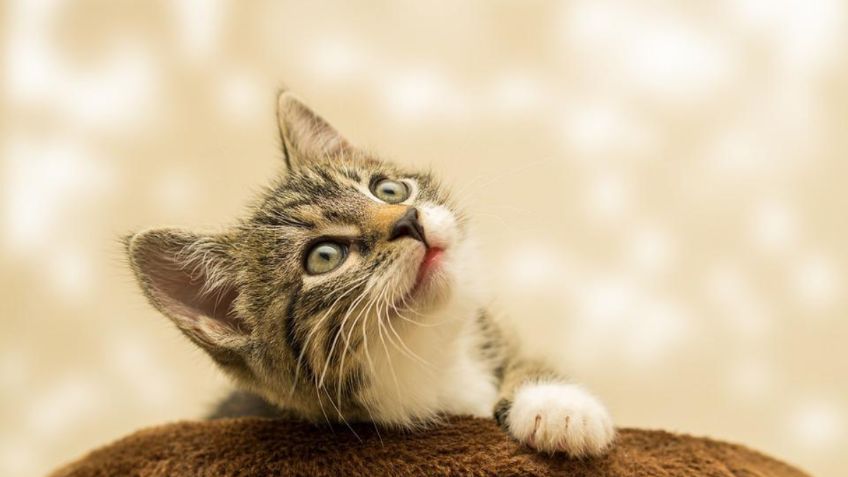 Despídete del olor a orina de gato de tus sillones con esta mezcla perfecta