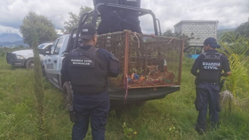 Michoacán: Encuentran campamento criminal en Benito Juárez