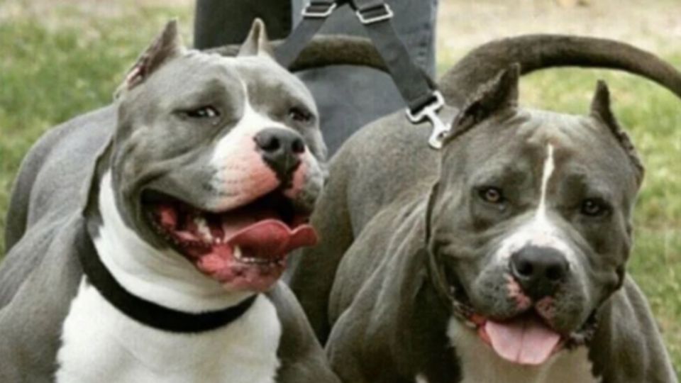 Históricamente, la raza pitbull ha sido calificado como violenta