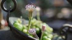 Dale la bienvenida a las flores de tu planta rosario con estos 3 trucos claves