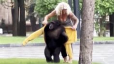 VIDEO: el conmovedor momento en que una cuidadora convence a un chimpancé de regresar al zoológico